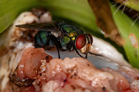 Fly