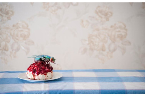Fly on Cherries