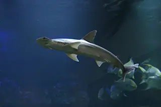 Bonnethead sharks 