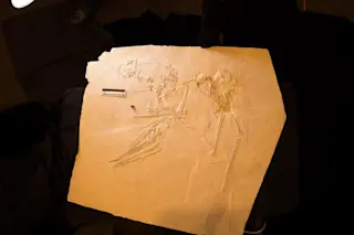 Photograph of the whole specimen of Petrodacyle skeleton