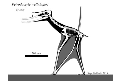 Reconstruction of the complete skeleton of Petrodactyle wellnhoferi in a standing pose