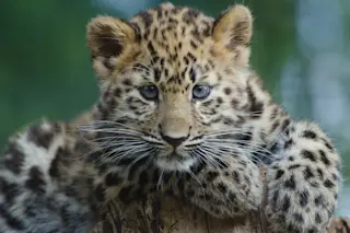 An Amur Leopard Cub lounges in a tree
