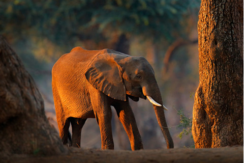 Forest Elephant at Mana Pools NP, Zimbabwe in Africa. Big animal in the old forest, evening light, sun set