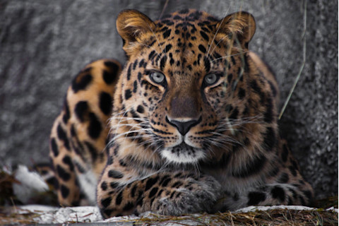 lying Amur leopard, powerful motley big cat looks straight through the eyes of a predator.