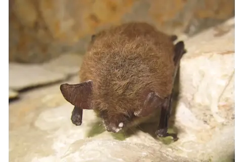 Northern Long-Eared Bat With White Nose Syndrome