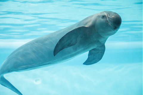 Yangtze finless porpoise swimming