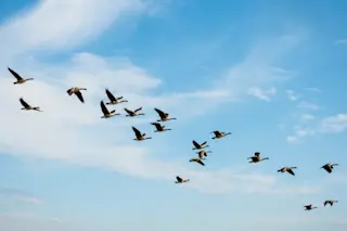 Bird Migrations