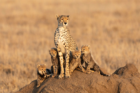 Cheetah with Cubs on a rock in grassy area