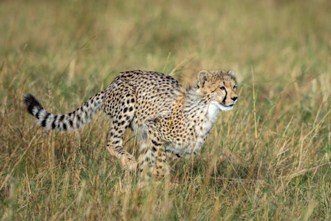 Cheetah Cub Running