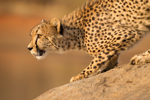 Close up side view of a Cheetah