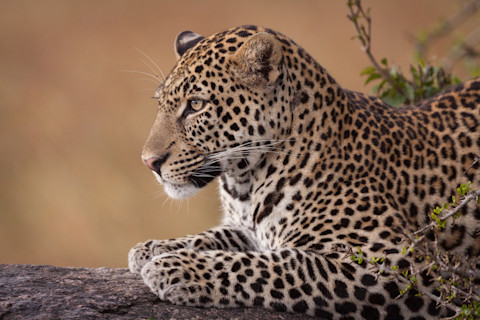 Close up of a side view of Leopard