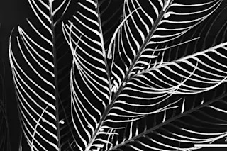 Finch feather SEM