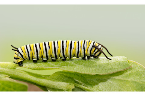 Monarch caterpillar