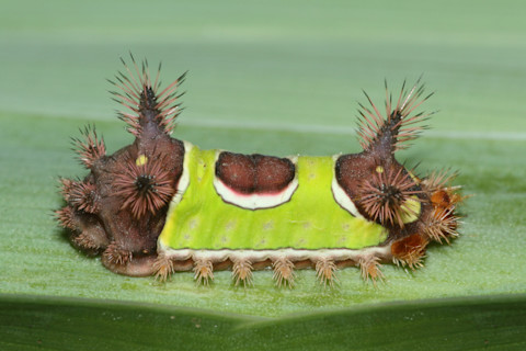 Saddleback Caterpillar (Acharia stimulea) on a green leaf