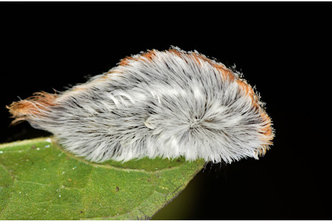 Gray-colored Flannel moth caterpillar (Megalopyge opercularis) on a leaf