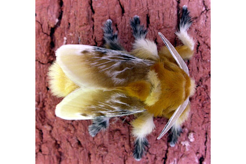 Megalopyge opercularis/ Southern flannel moth