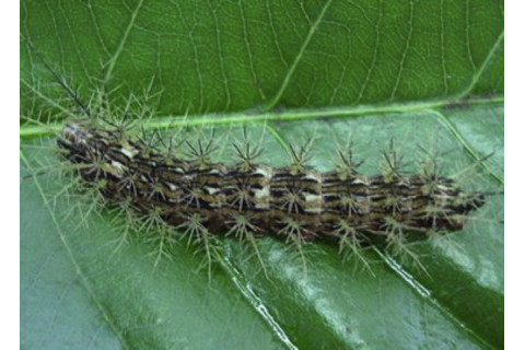 Lonomia obliqua on a leaf