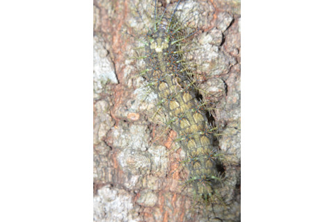 Lonomia caterpillar on bark