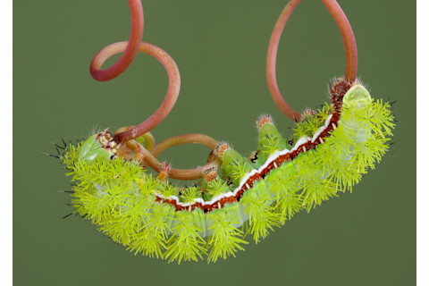 Bright green io moth caterpillar walking on a vine