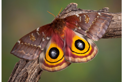 Io moth with orange markings perched on a branch