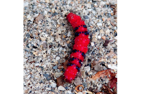 Faithful red beauty caterpillar against stones
