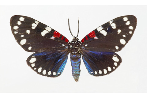 Faithful beauty moth wings with red blue and black markings