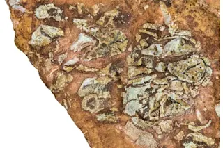 Eriptychius americanus fossil, neurocranium