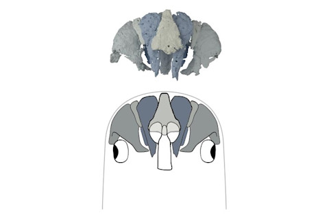 The reconstructed neurocranium of ancient fish Eriptychius americanus