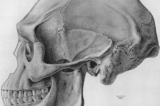 Solo Man skull reconstruction