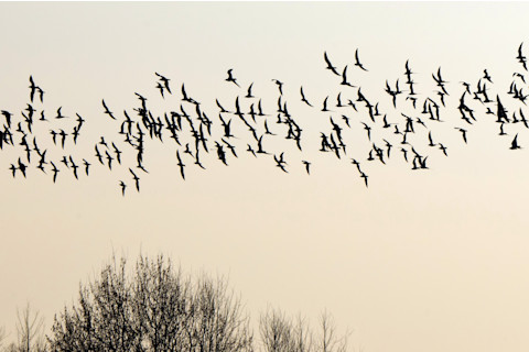 Migrating birds against a sky backdrop above trees