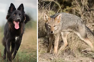 Dog fox hybrid