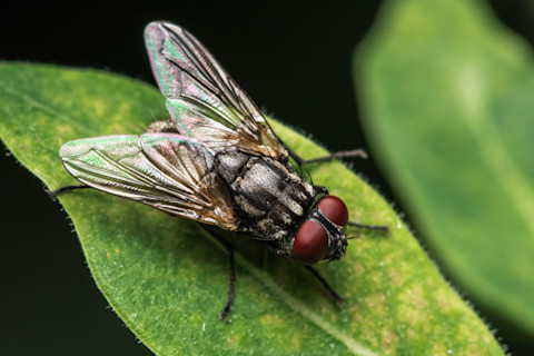 A fly lands on a leaf