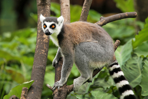 A ring-tailed lemur with red eyes balances on a branch in Madagascar