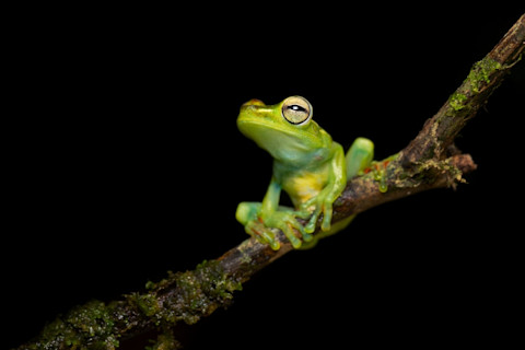 A green tree frog sitting on a stick
