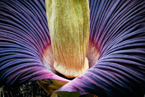 Ants and other insects are attracted to the Indonesian plant titan arum