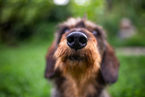 A dog sniffs the air at a park.