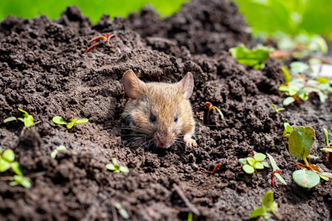 A mouse coming out of its burrow.
