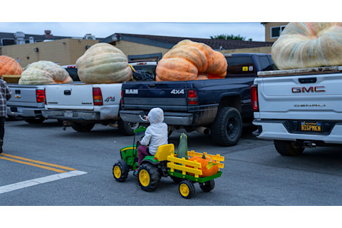 Giant Pumpkins in the back of trucks