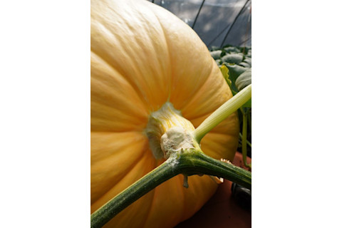 Close up of a large pumpkin and its stem