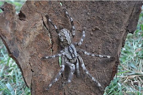 Biggest spiders in the world: Face-Sized Tarantula (Poecilotheria rajaei)
