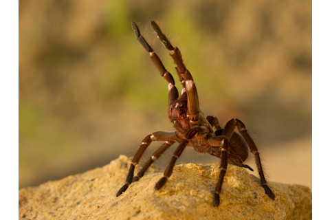 Biggest spiders in the world: Goliath Bird-Eating Tarantula (or Birdeater)(Theraphosa blondi)