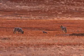 Two coyotes amble alongside a badger.