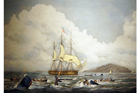 British whaling ships hunting sperm whales in the South Seas, 19th century engraving