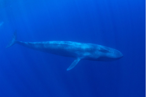 Blue whale under water in Mirissa srilanka