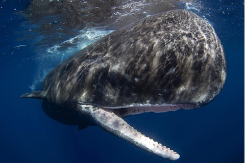 Sperm whale with mouth open under water