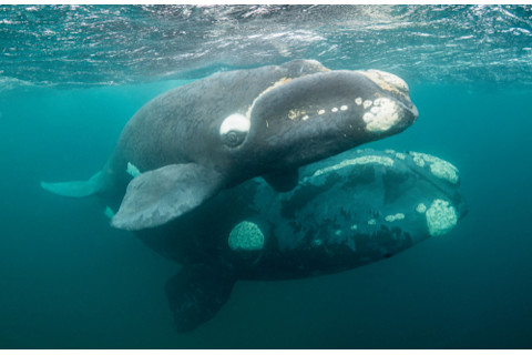 two right whales under water