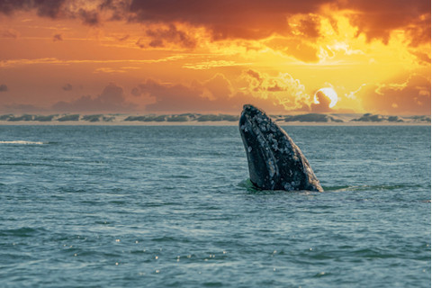 gray whale surfacing the water sun set in background