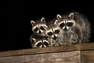 Raccoon eyes at night