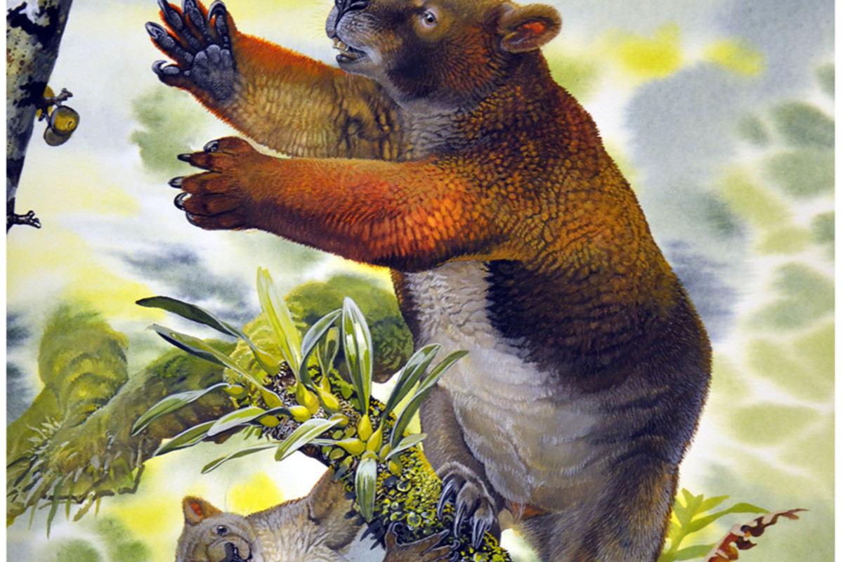 The Giant Koalas of Yesteryear and Why They Went Extinct