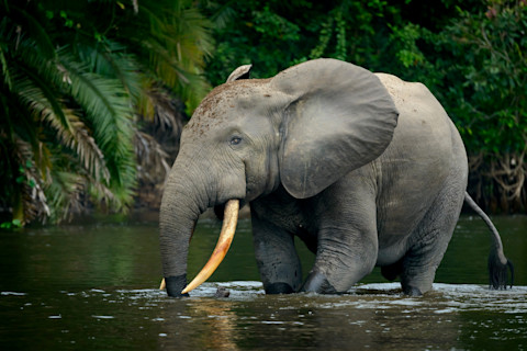 African forest elephant in the Lekoli River at Odzala-Kokoua National Park, Republic of the Congo